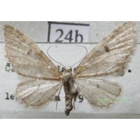 Eupithecia indigata (Hübner, 1813) Czech24b